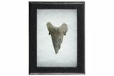 Rare Eocene Fossil Shark (Otodus) Tooth - England #352106-2